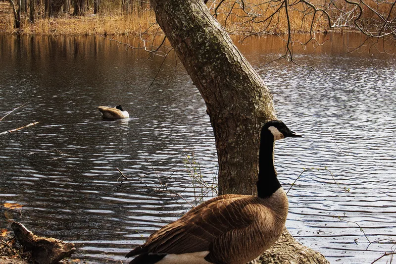 Two ducks on the water